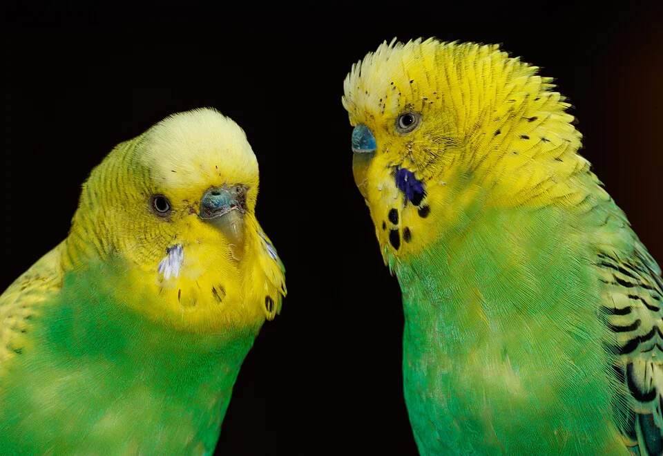 Periquito australiano atento — aves jovens aprendem mais rápido
