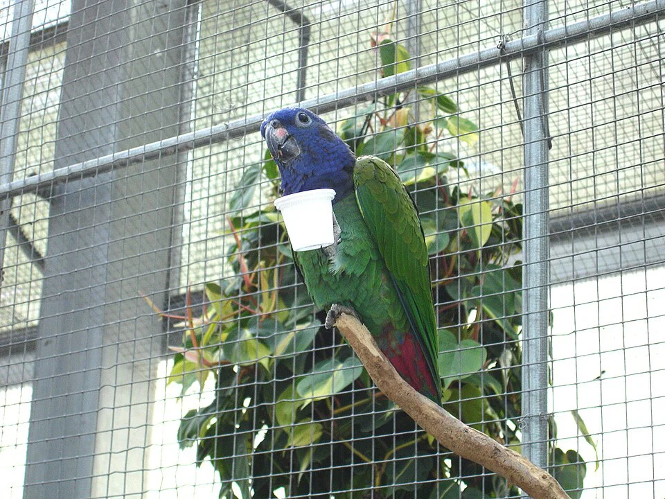 Pionus – foto 2