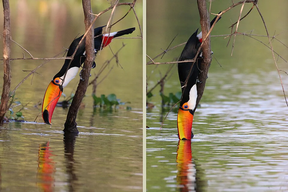 Tucano-toco – foto 2